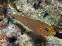 Gobius auratus